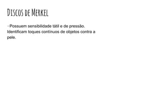 DiscosdeMerkel
-Possuem sensibilidade tátil e de pressão.
Identificam toques contínuos de objetos contra a
pele.
 