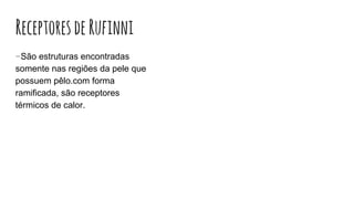 ReceptoresdeRufinni
-São estruturas encontradas
somente nas regiões da pele que
possuem pêlo.com forma
ramificada, são receptores
térmicos de calor.
 