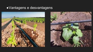 ●Vantagens e desvantagens
 