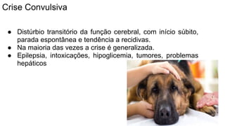 Crise Convulsiva
● Distúrbio transitório da função cerebral, com início súbito,
parada espontânea e tendência a recidivas.
● Na maioria das vezes a crise é generalizada.
● Epilepsia, intoxicações, hipoglicemia, tumores, problemas
hepáticos
 