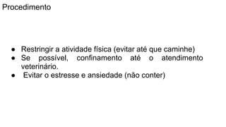 Procedimento
● Restringir a atividade física (evitar até que caminhe)
● Se possível, confinamento até o atendimento
veterinário.
● Evitar o estresse e ansiedade (não conter)
 