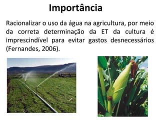 Importância Racionalizar o uso da água na agricultura, por meio da correta determinação da ET da cultura é imprescindível para evitar gastos desnecessários (Fernandes, 2006). 
