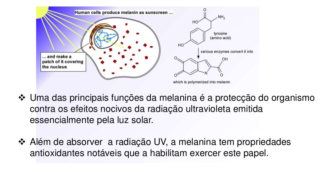 Ausencia Congénita Total O Parcial De Melanina Síntese de Melanina e o Desenvolvimento do Melanoma