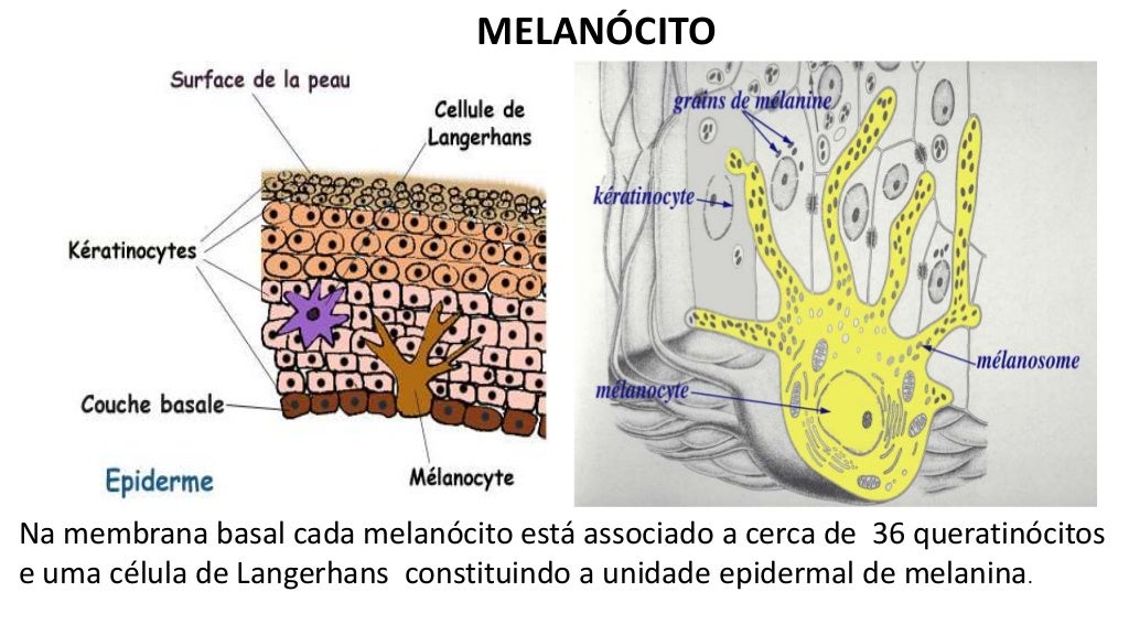 Síntese de Melanina e o Desenvolvimento do Melanoma Síntese de Melanina e o Desenvolvimento do Melanoma