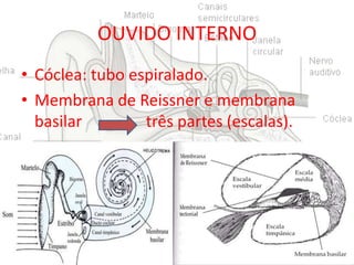 OUVIDO INTERNO
• Cóclea: tubo espiralado.
• Membrana de Reissner e membrana
basilar
três partes (escalas).

 