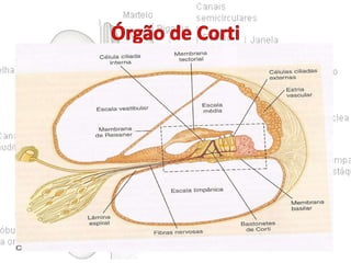 • Ducto coclear.
• Transdução sonora.
• Receptor que repousa sobre a membrana
basilar e gera impulsos nervosos em resposta
à vibração desta.
• Inervado pelo ramo coclear do VIII par NC.
• Células
ciliadas
externas;
internas;
membrana tectorial; células de sustentação;
bastonetes de Corti.

 