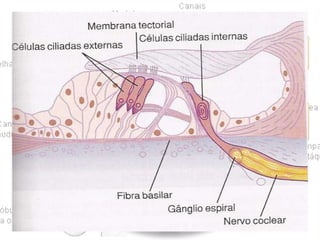 • Aferência:
Ciliadas
internas

Gânglio
Nervo
Fibras
espiral olivococleares
coclear

SNC
bulbo

• Eferência:
Oliva

Ciliadas externas

Controlar o
comprimento
sensibilidade
reconhecimento de
sons

 