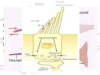 • Excitação:
Estereocílios tocam a membrana tectorial.
• Curvatura dos cílios
Para um lado  Hiperpolariza as células ciliadas.
Para lado oposto  Despolariza as células ciliadas.
• Presbicusia

 