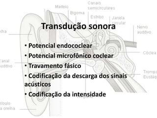 Transdução sonora
• Potencial endococlear
• Potencial microfônico coclear
• Travamento fásico
• Codificação da descarga dos sinais
acústicos
• Codificação da intensidade

 