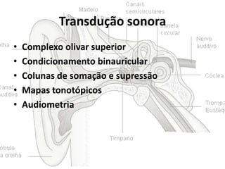 Transdução sonora
•
•
•
•
•

Complexo olivar superior
Condicionamento binauricular
Colunas de somação e supressão
Mapas tonotópicos
Audiometria

 