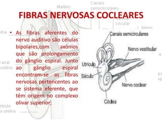 FIBRAS NERVOSAS COCLEARES
• As fibras aferentes do
nervo auditivo são células
bipolares,com
axônios
que são prolongamento
do gânglio espiral. Junto
ao
gânglio
espiral
encontram-se as fibras
nervosas pertencentes ao
se sistema eferente, que
têm origem no complexo
olivar superior;

 