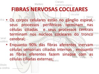 FIBRAS NERVOSAS COCLEARES
• Os corpos celulares estão no gânglio espiral,
seus processos periféricos terminam nas
células ciliadas e seus processos centrais
terminam nos núcleos cocleares do tronco
cerebral;
• Enquanto 90% das fibras aferentes inervam
células sensoriais ciliadas internas , enquanto
as fibras eferentes fazem sinapse com as
células ciliadas externas;

 