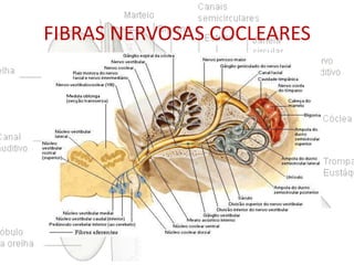 FIBRAS NERVOSAS COCLEARES

 