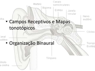 • Campos Receptivos e Mapas
tonotópicos
• Organização Binaural

 