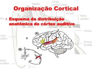 Organização Cortical
• Esquema da distribuição
anatômica do córtex auditivo

 