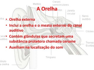 A Orelha
• Orelha externa
• Inclui a orelha e o meato externo do canal
auditivo
• Contém glândulas que secretam uma
substância protetora chamada cerume
• Auxiliam na localização do som

 