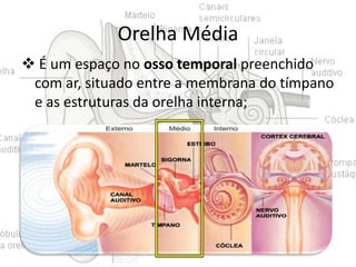 Orelha Média
 É um espaço no osso temporal preenchido
com ar, situado entre a membrana do tímpano
e as estruturas da orelha interna;

 