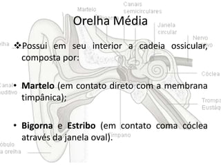 Orelha Média
Possui em seu interior a cadeia ossicular,
composta por:
• Martelo (em contato direto com a membrana
timpânica);
• Bigorna e Estribo (em contato coma cóclea
através da janela oval).

 