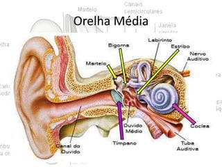 Orelha Média

 