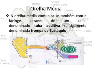 Orelha Média
 A orelha média comunica-se também com a
faringe,
através
de
um
canal
denominado tuba auditiva (antigamente
denominada trompa de Eustáquio).

 