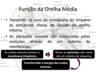 Função da Orelha Média
• Transmitir os sons da membrana do tímpano
às estruturas cheias de líquido da orelha
interna.
• As vibrações sonoras são conduzidas pelos
ossículos através de um sistema de
membranas.
As ondas sonoras movem a
membrana timpânica

Move os ossículos, por meio
de um sistema de alavanca

Transferindo a energia das ondas
sonoras.

 