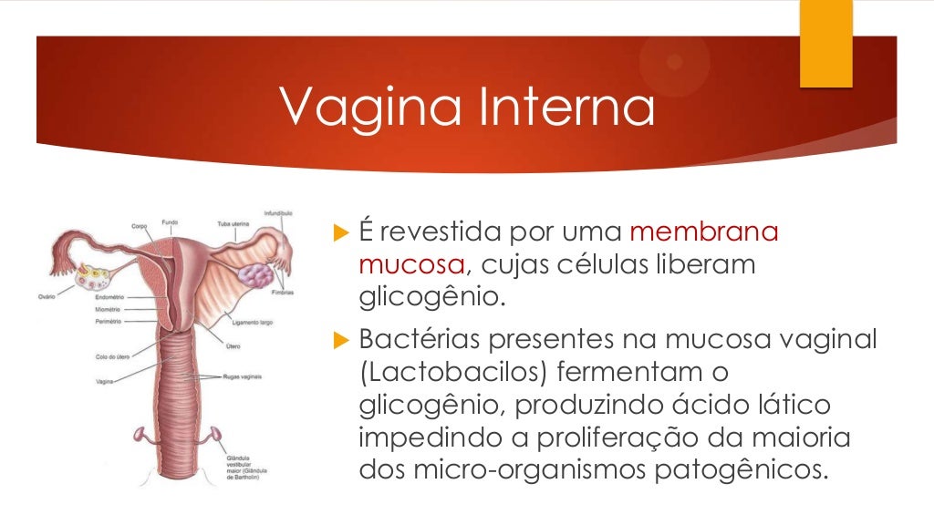 Sistema Reprodutor Feminino Anatomia