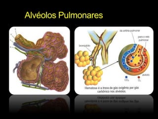 Alvéolos Pulmonares 
 