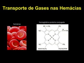 Transporte de Gases nas Hemácias 
hemoglobina proteína conjugada 
hemácias 
 