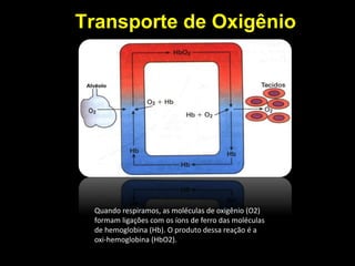 Transporte de Oxigênio 
Quando respiramos, as moléculas de oxigênio (O2) 
formam ligações com os íons de ferro das moléculas 
de hemoglobina (Hb). O produto dessa reação é a 
oxi-hemoglobina (HbO2). 
Hb + O2 --> HbO2 
 