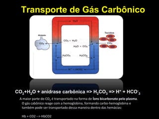 Transporte de Gás Carbônico 
CO2+H2O + anidrase carbônica => H2CO3 => H+ + HCO- 
3 
A maior parte do CO2 é transportado na forma de Íons bicarbonato pelo plasma. 
O gás cabônico reage com a hemoglobina, formando carbo-hemoglobina e 
também pode ser transportado dessa maneira dentro das hemácias: 
Hb + CO2 --> HbCO2 
 