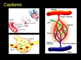 Capilares 
 