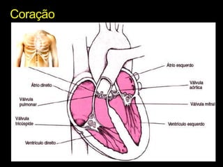 Coração 
 