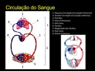 Circulação do Sangue 
1- Pequena Circulação (Circulação Pulmonar); 
2- Grande Circulação (Circulação sistêmica); 
3- Pulmões 
4- Veias Pulmonares; 
5- Veia Cava; 
6- Tecidos; 
7- Oxigenação dos Tecidos; 
8- Veia Cava; 
9- Artéria Pulmonar. 
 