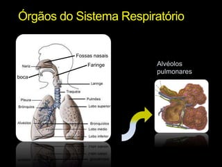 Órgãos do Sistema Respiratório 
Alvéolos 
pulmonares 
Fossas nasais 
Faringe 
boca 
 