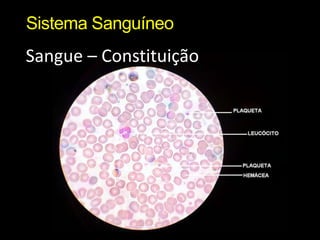 Sistema Sanguíneo 
Sangue – Constituição 
 