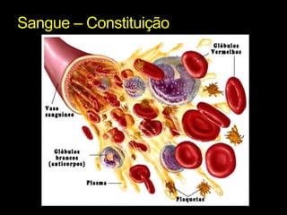 Sangue – Constituição 
 
