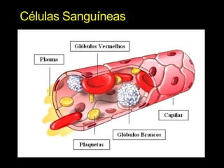 Células Sanguíneas 
 
