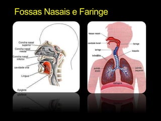 Fossas Nasais e Faringe 
 