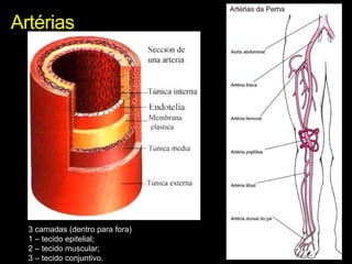 Artérias 
3 camadas (dentro para fora) 
1 – tecido epitelial; 
2 – tecido muscular; 
3 – tecido conjuntivo. 
 