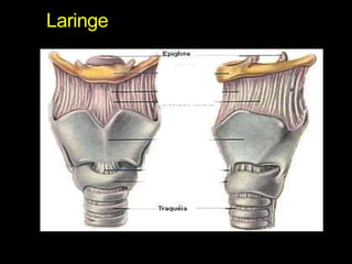 Laringe 
 