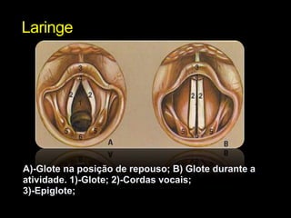 Laringe 
A)-Glote na posição de repouso; B) Glote durante a 
atividade. 1)-Glote; 2)-Cordas vocais; 
3)-Epiglote; 
 