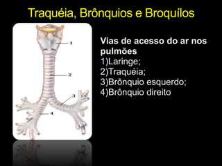 Traquéia, Brônquios e Broquílos 
Vias de acesso do ar nos 
pulmões 
1)Laringe; 
2)Traquéia; 
3)Brônquio esquerdo; 
4)Brônquio direito 
 