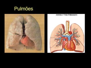 Pulmões 
 