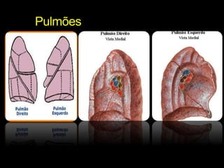 Pulmões 
 