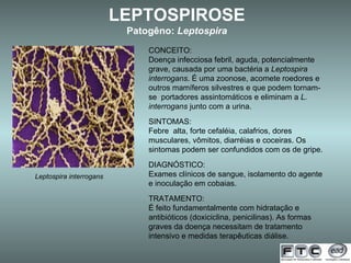 LEPTOSPIROSE Patogêno:  Leptospira Leptospira interrogans CONCEITO: Doença infecciosa febril, aguda, potencialmente grave, causada por uma bactéria a  Leptospira interrogans . É uma zoonose, acomete roedores e outros mamíferos silvestres e que podem tornam-se  portadores assintomáticos e eliminam a  L. interrogans  junto com a urina.   SINTOMAS: Febre  alta, forte cefaléia, calafrios, dores musculares, vômitos, diarréias e coceiras. Os sintomas podem ser confundidos com os de gripe. DIAGNÓSTICO: Exames clínicos de sangue, isolamento do agente e inoculação em cobaias. TRATAMENTO: É feito fundamentalmente com hidratação e antibióticos (doxiciclina, penicilinas). As formas graves da doença necessitam de tratamento intensivo e medidas terapêuticas diálise. 