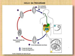 CICLO DA TRICURÍASE
 