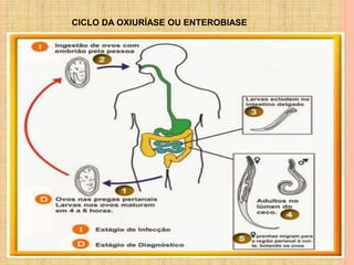 CICLO DA OXIURÍASE OU ENTEROBIASE
 