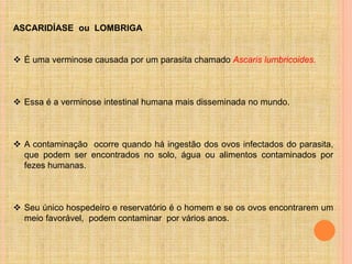 ASCARIDÍASE ou LOMBRIGA
 É uma verminose causada por um parasita chamado Ascaris lumbricoides.
 Essa é a verminose intestinal humana mais disseminada no mundo.
 A contaminação ocorre quando há ingestão dos ovos infectados do parasita,
que podem ser encontrados no solo, água ou alimentos contaminados por
fezes humanas.
 Seu único hospedeiro e reservatório é o homem e se os ovos encontrarem um
meio favorável, podem contaminar por vários anos.
 