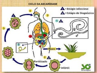 CICLO DA ASCARÍDIASE
 