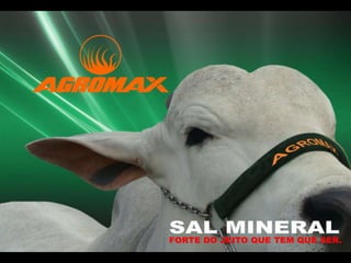 Apresentação da Linha de Sal Mineral Agromax